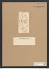 Achnanthes grevoriana Grev. (de-Toni-Nr.: Genus 43, Species 1943) Zeichnungen Sammlung Grunow Nr. 3842 (NHMW-BOT-W0371535)